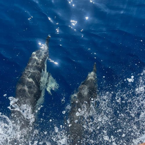 WhatsApp Image 2025-06-24 at 19.52.44_a05832af